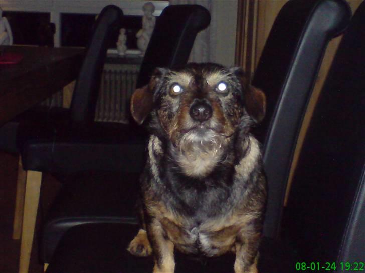 Blanding af racer jensen billede 11