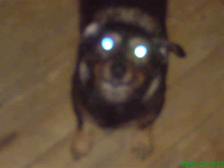 Blanding af racer jensen - hunden med de blå øjne billede 12