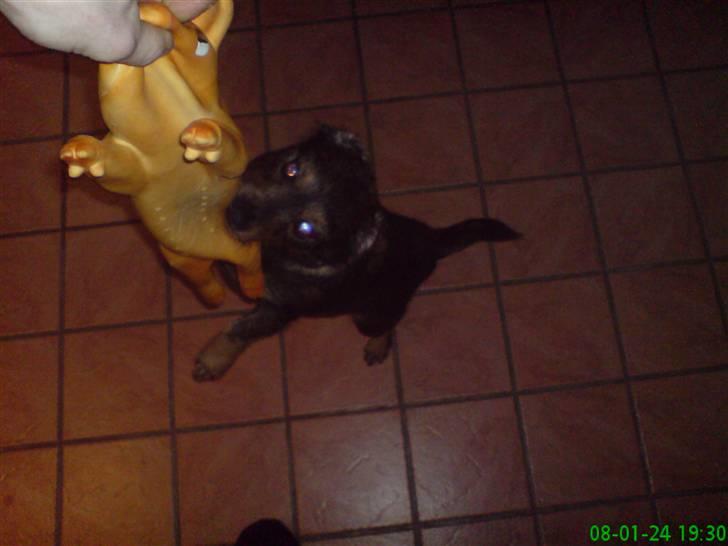 Blanding af racer jensen billede 13