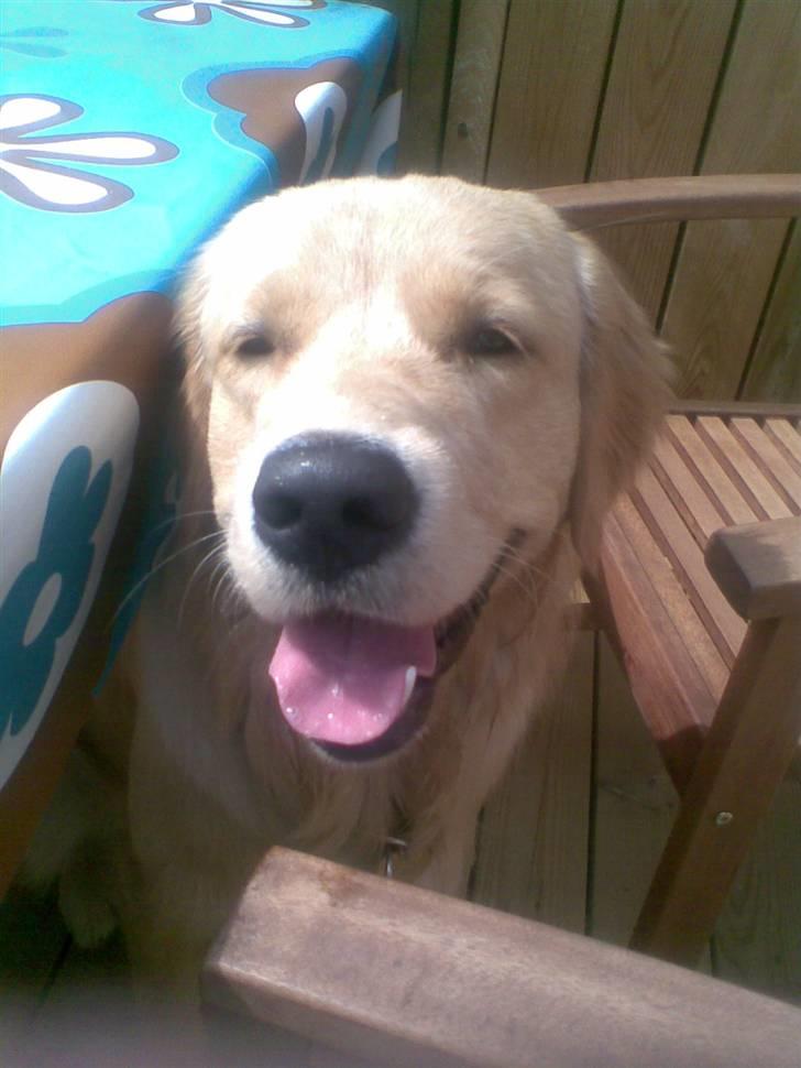 Golden retriever Alfa billede 14