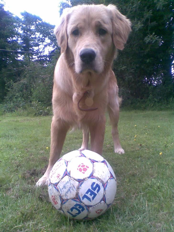 Golden retriever Alfa billede 15