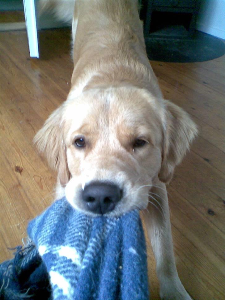 Golden retriever Alfa billede 16