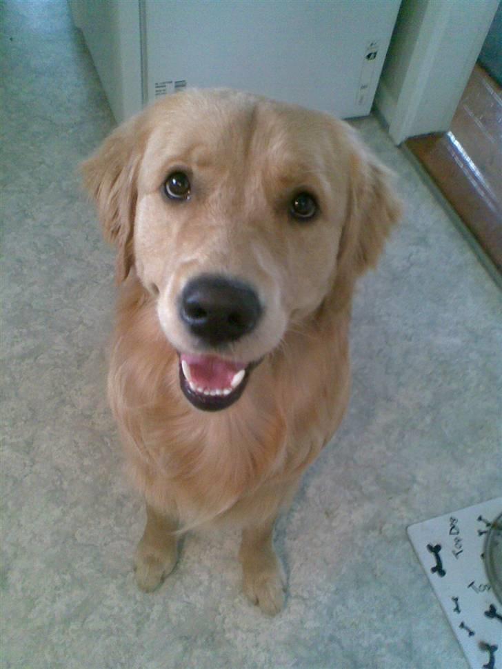 Golden retriever Alfa billede 17