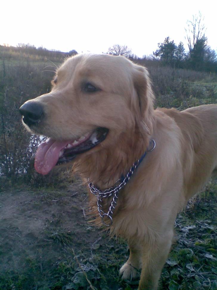 Golden retriever Alfa billede 18