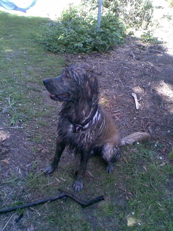 Golden retriever Alfa billede 19