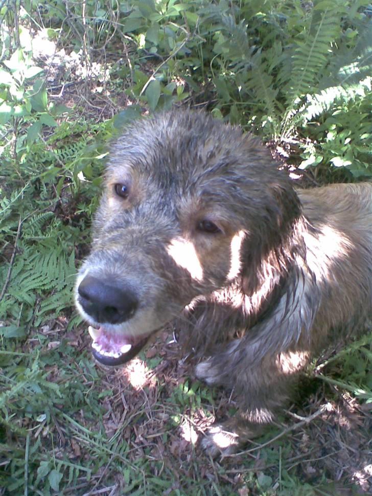 Golden retriever Alfa billede 20