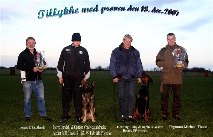 Schæferhund Calido - Carlos og pierre til BHP 1  billede 11