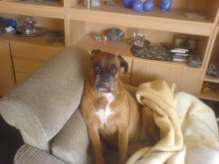 Boxer schiba   R.I.P - velkommen håber hun kommer ind billede 1