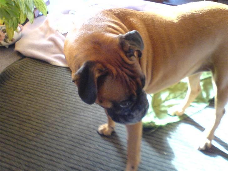 Boxer schiba   R.I.P - schiba  sommern inden hund blev aflivet billede 2