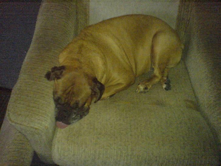 Boxer schiba   R.I.P - shiba sover billede 3