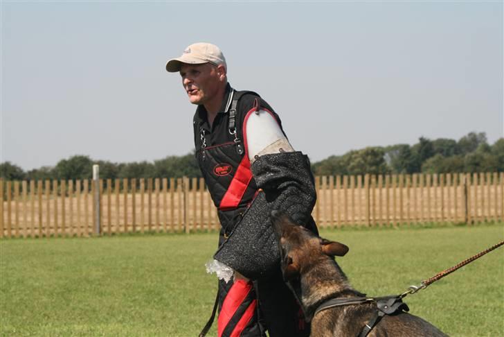 Schæferhund Calido - Milos kovac´ og carlos billede 12