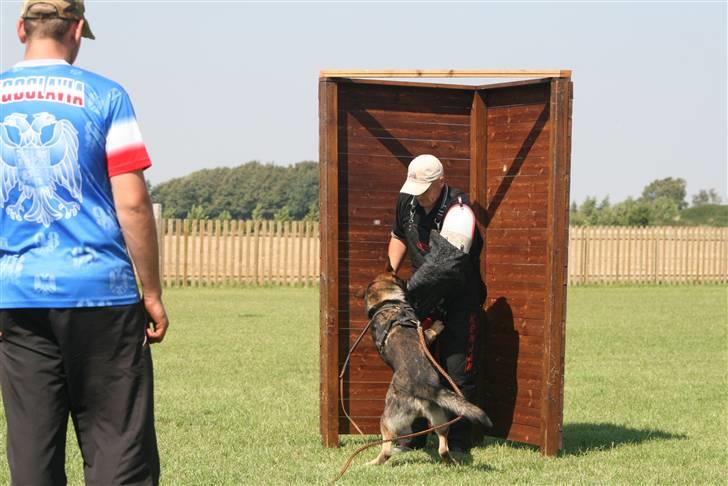 Schæferhund Calido - Milos kovac´ og carlos /pierre billede 13