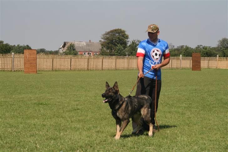 Schæferhund Calido - carlos og pierre billede 14