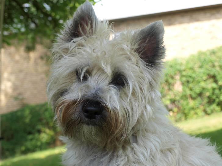 Cairn terrier Micci billede 18