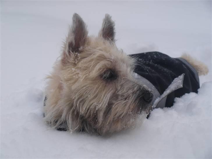 Cairn terrier Micci - D. 17/12 2009. Micci nyder den herlige sne, som er blevet meget dyb! Han kan næsten ikke bunde, og kan kun komme frem ved at hoppe høøøjt op :) billede 19