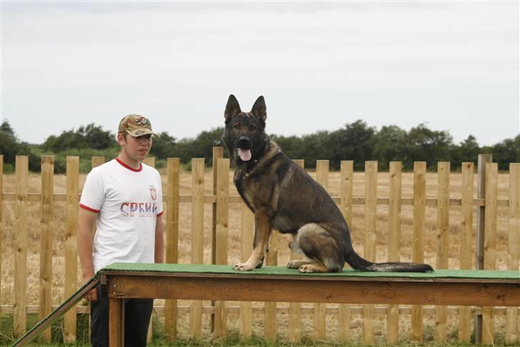 Schæferhund Calido - carlos og pierre laver en hygge dag billede 15