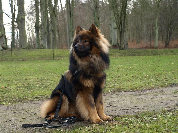 Eurasier Balules Devil By Night billede 1