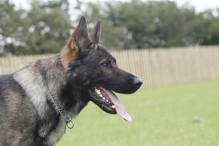 Schæferhund Calido billede 16