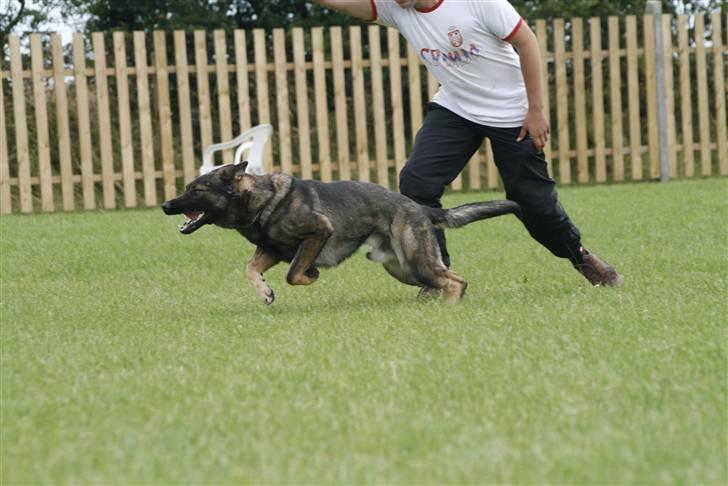 Schæferhund Calido - far siger at jeg skal fremad billede 17