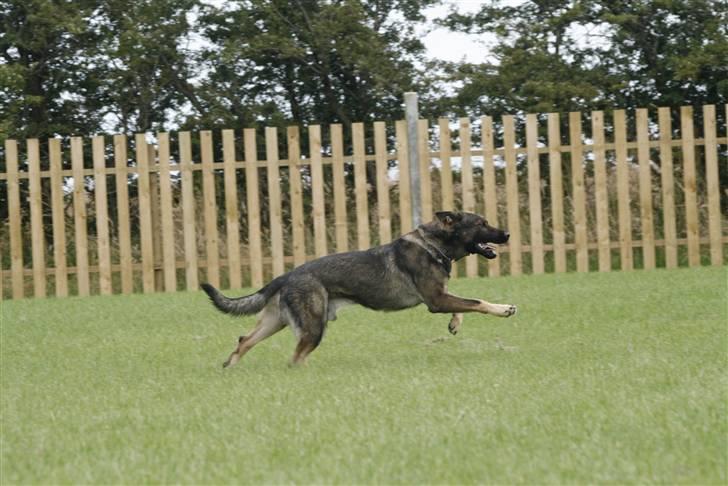 Schæferhund Calido - sådan og nu hjem igen billede 18
