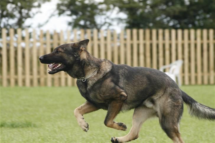 Schæferhund Calido billede 19