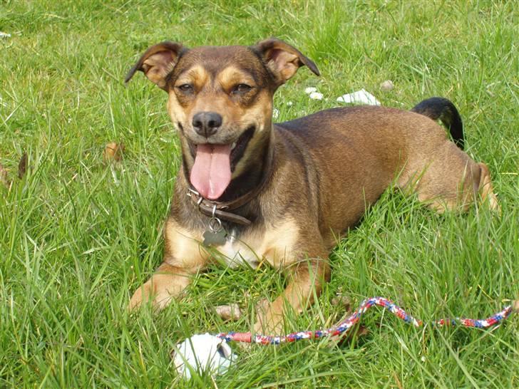 Blanding af racer  d/s gårdhund Tikka RIP - DEJLIG. April 2008 billede 1