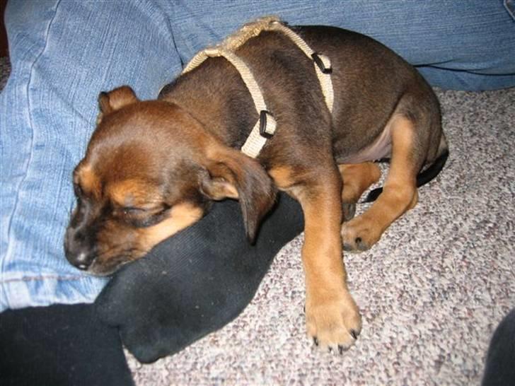 Blanding af racer  d/s gårdhund Tikka RIP - Tikka 10 uger billede 2