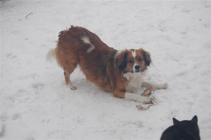 Blanding af racer Sally billede 10