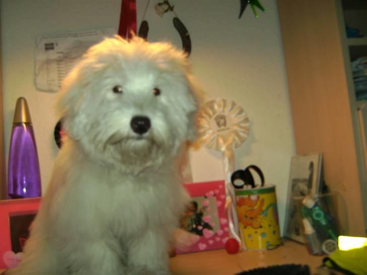 Coton de tulear Casmo - så stille jeg kan side når jeg bliver  børstet billede 13