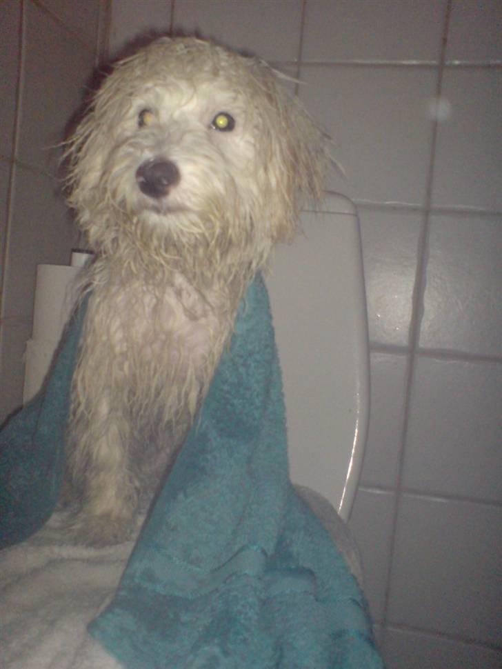 Coton de tulear Casmo - Jeg elsker at dufte godt  billede 14