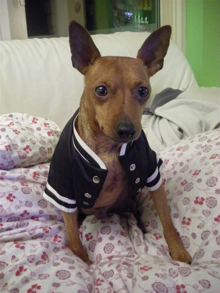 Dvaergpinscher Buller billede 10