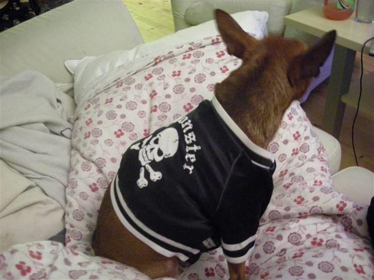 Dvaergpinscher Buller billede 11