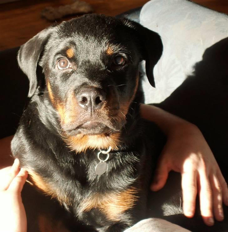 Rottweiler Aion billede 10