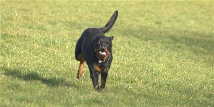 Rottweiler Aion billede 11