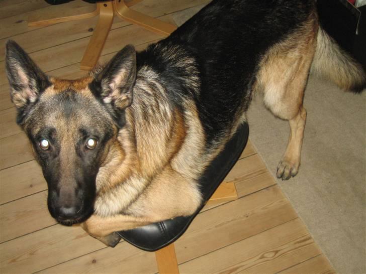 Schæferhund Tasso RIP - Vi er ikke altid lige enige om, hvem den skammel tilhører billede 1