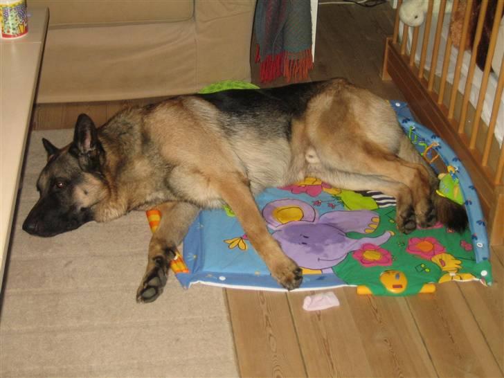 Schæferhund Tasso RIP - Låner lige Babyens legetæppe, når hun nu ikke bruger det billede 2