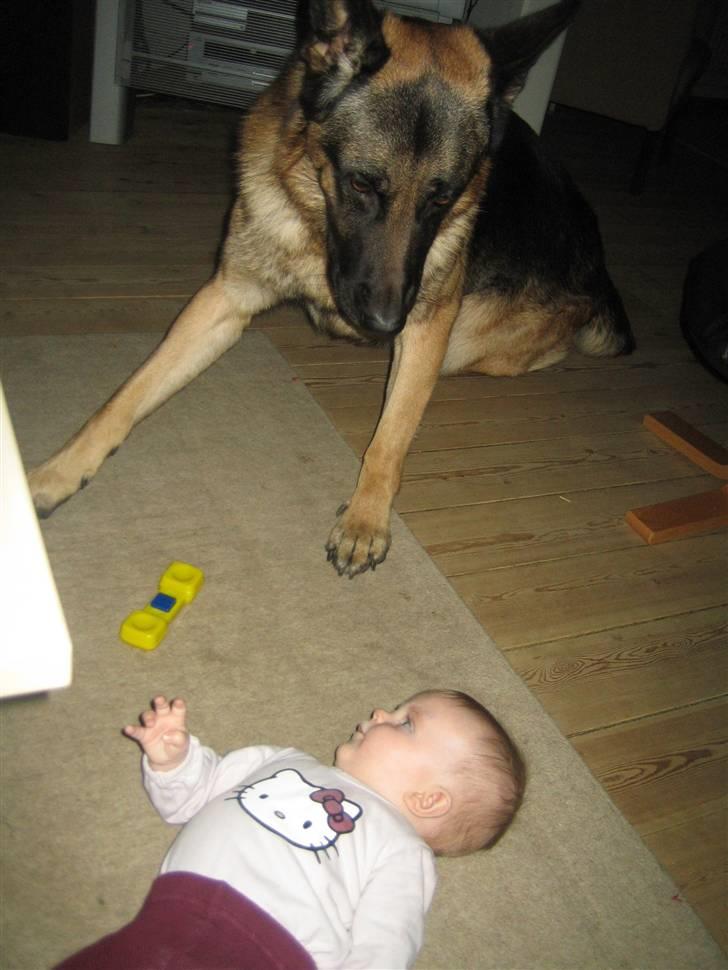 Schæferhund Tasso RIP billede 3