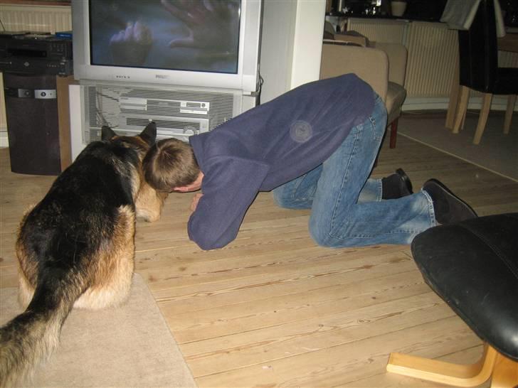 Schæferhund Tasso RIP - Når bolden triller ind under tv`et kræver det team arbejde billede 4