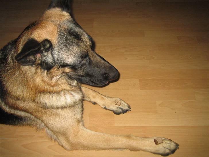 Schæferhund Tasso RIP - Tungen lige i munden, en leverpostej mad, på hver pote billede 5