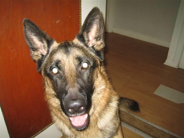 Schæferhund Tasso RIP billede 6