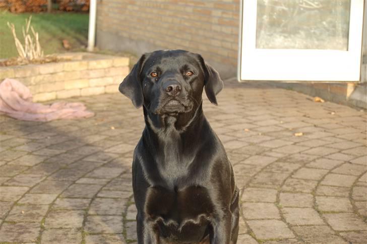 Labrador retriever Jason billede 1