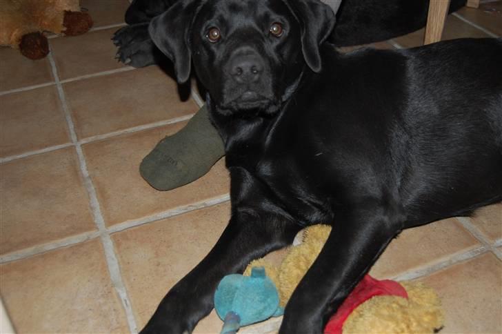 Labrador retriever Jason billede 2