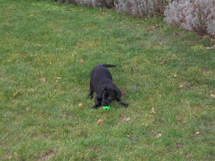 Labrador retriever Jason billede 3