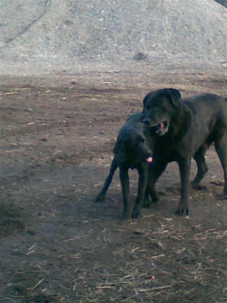 Labrador retriever Jason billede 4