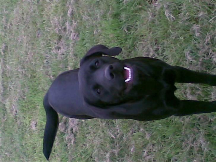 Labrador retriever Jason billede 5