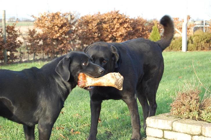 Labrador retriever Jason - Nu med kødben billede 6