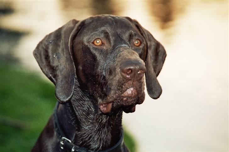 Korthåret hønsehund Caro - "Gomards King" - Caro........ billede 1