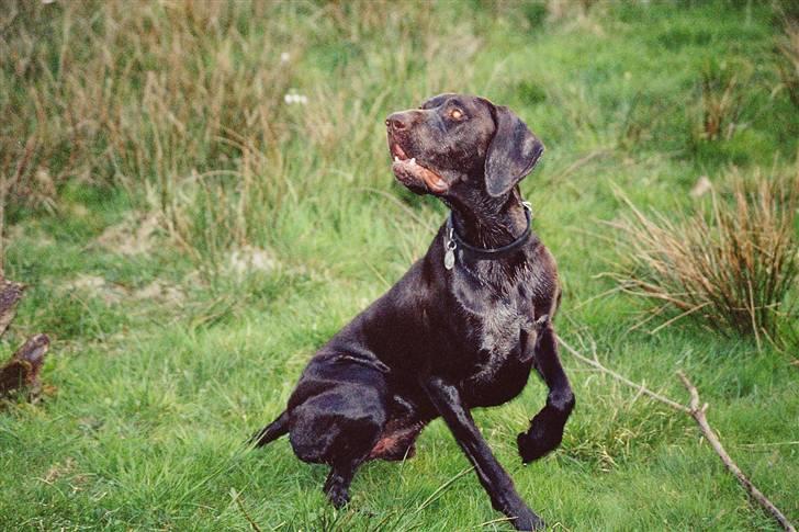Korthåret hønsehund Caro - "Gomards King" - Helt klar........ billede 2