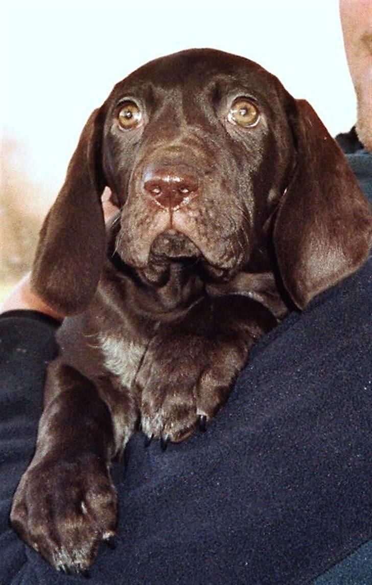 Korthåret hønsehund Caro - "Gomards King" - På vej til mit nye hjem....... billede 3