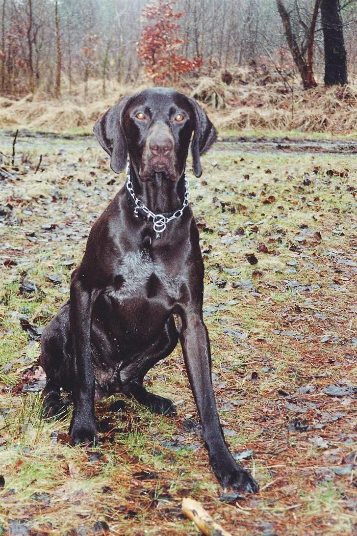 Korthåret hønsehund Caro - "Gomards King" - På skovtur...... billede 4